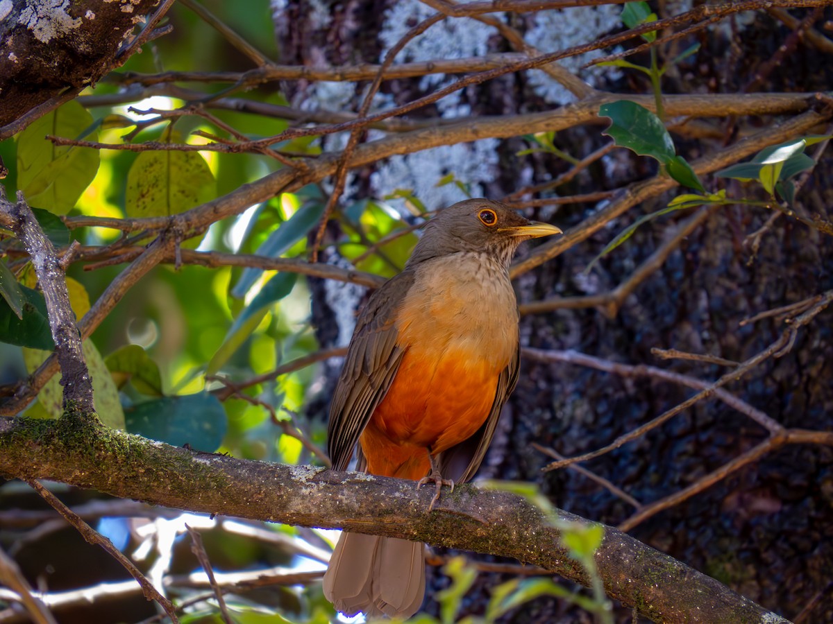 Rufous-bellied Thrush - ML644502056