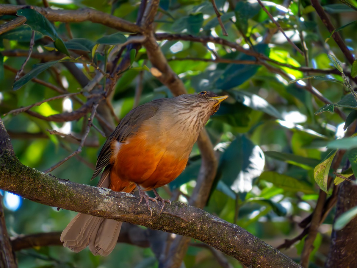 Rufous-bellied Thrush - ML644502057