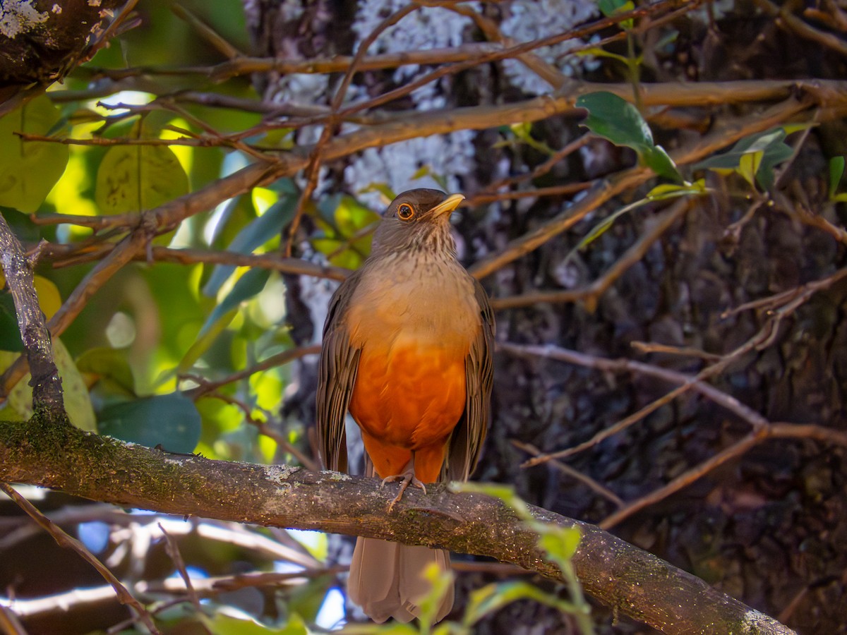 Rufous-bellied Thrush - ML644502058