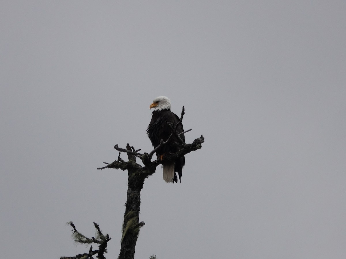 Pigargo Americano - ML644502067