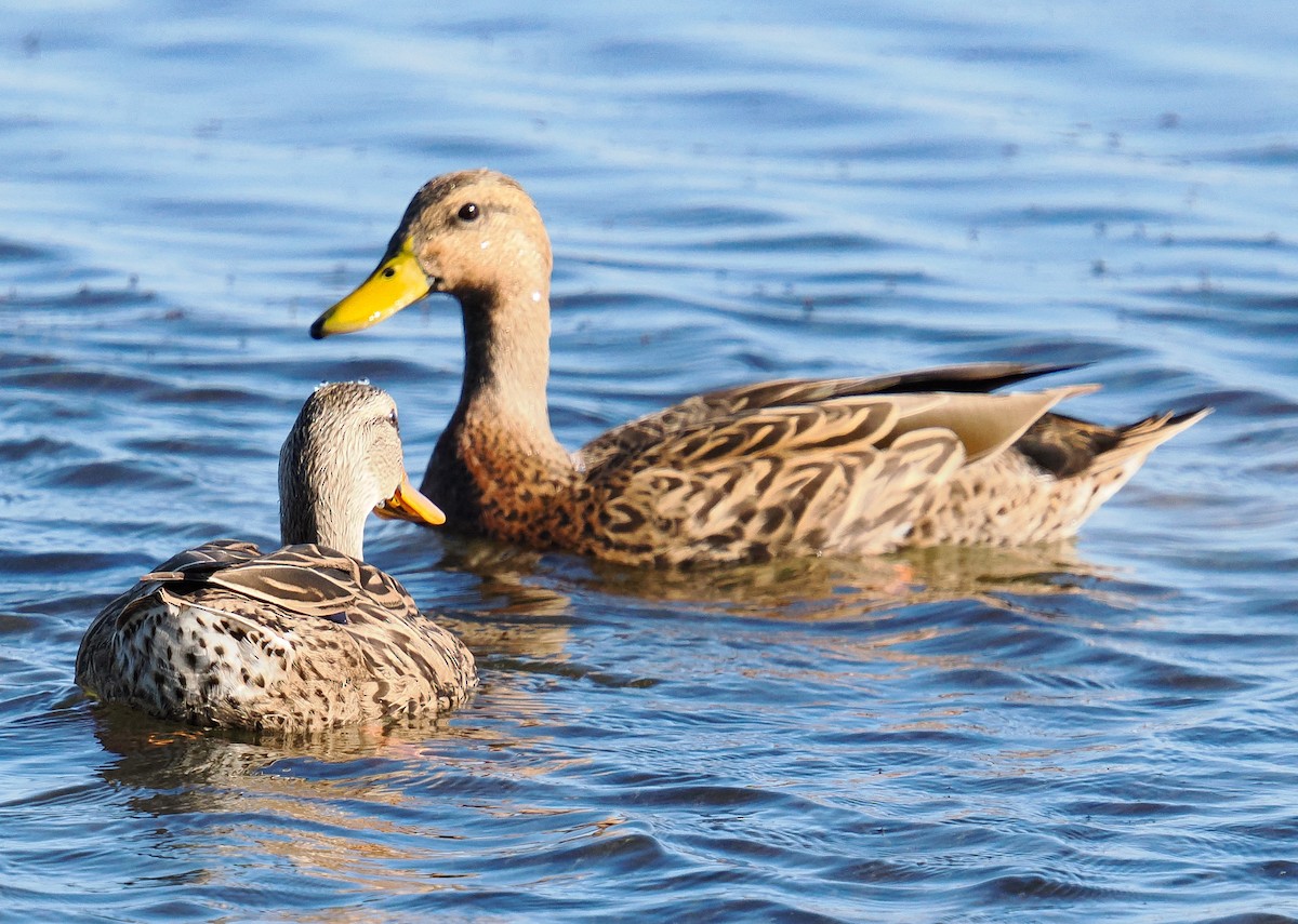 Mallard x Mottled Duck (hybrid) - ML644502069