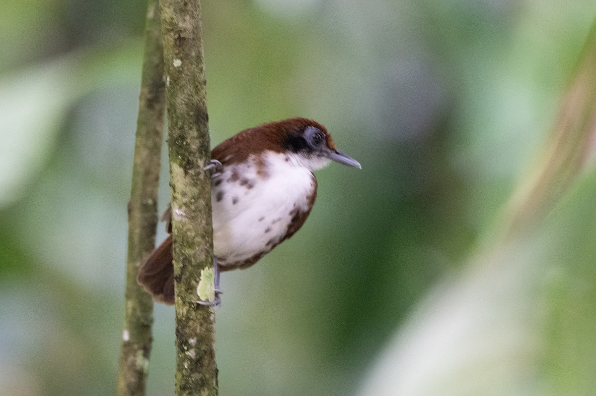 Bicolored Antbird - ML644502073