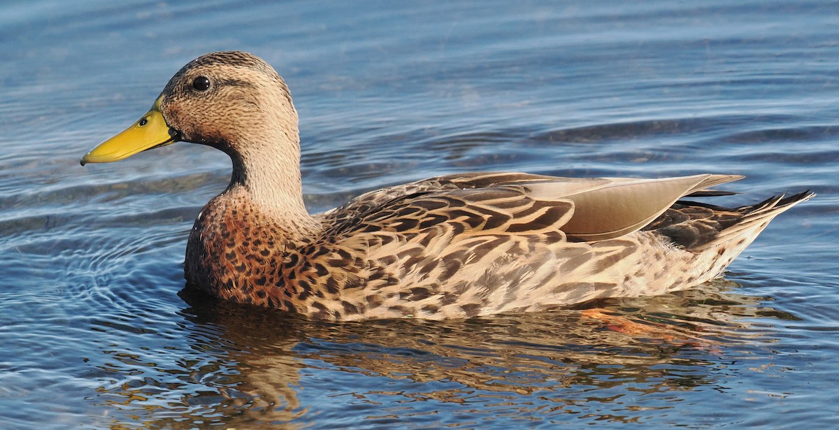 Mallard x Mottled Duck (hybrid) - ML644502076
