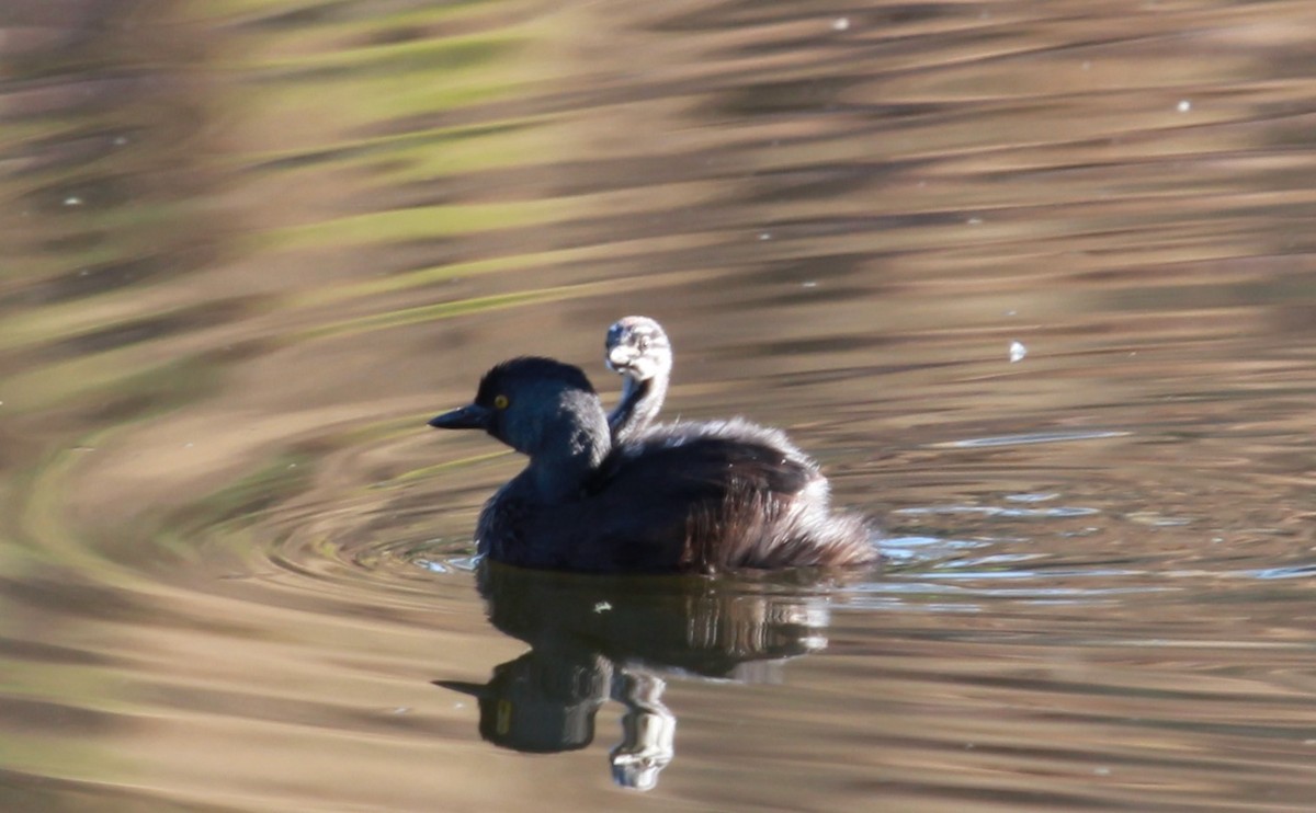 potápka nejmenší - ML644502087