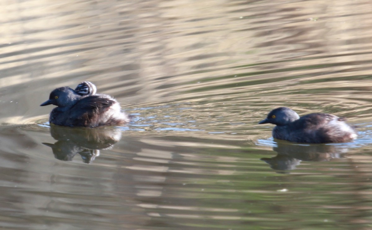 potápka nejmenší - ML644502088