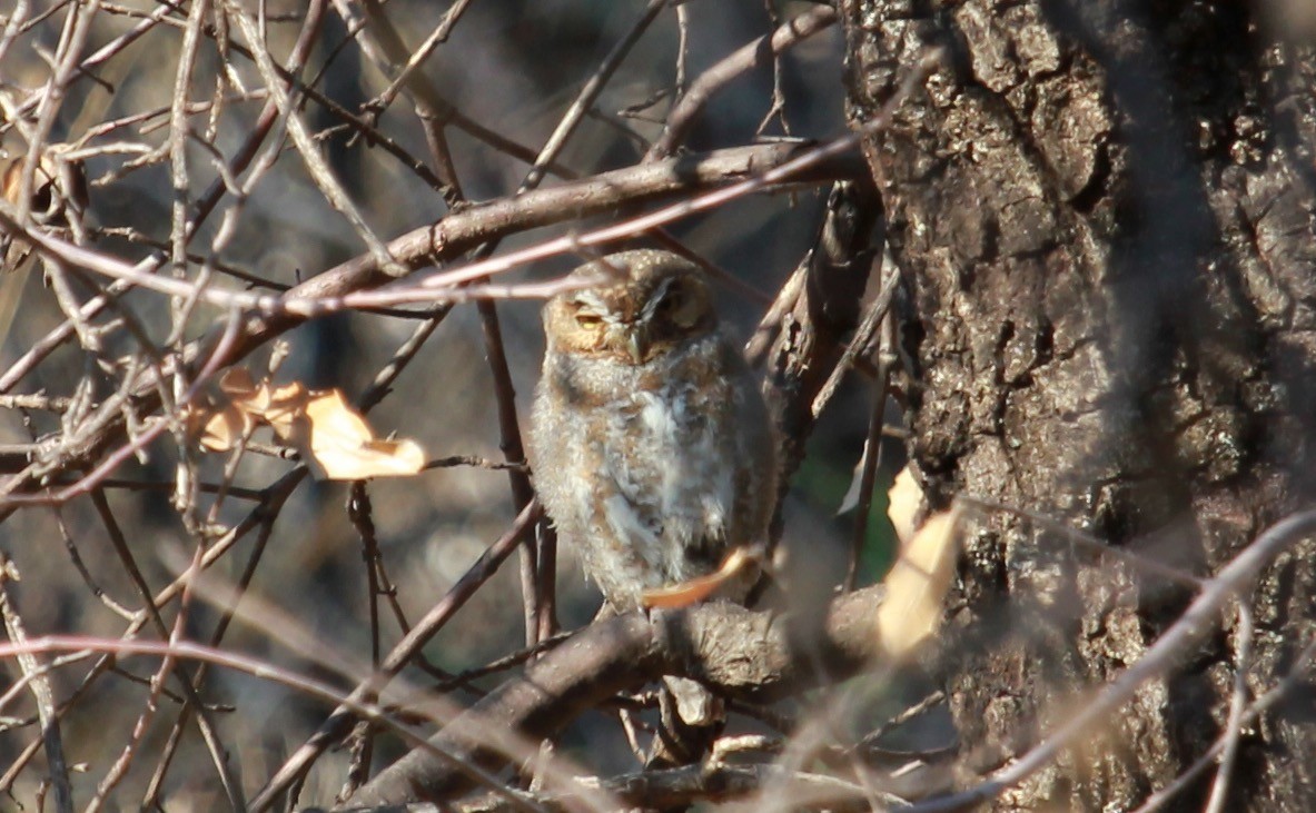 kulíšek trpasličí - ML644502094