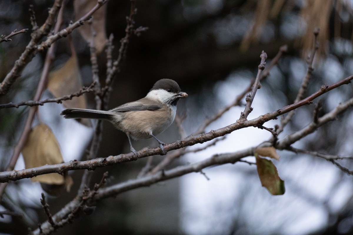 Пухляк - ML644502098