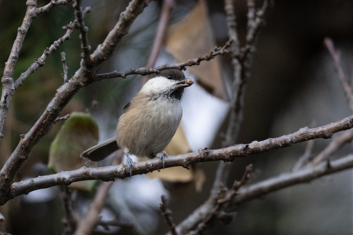 Пухляк - ML644502099