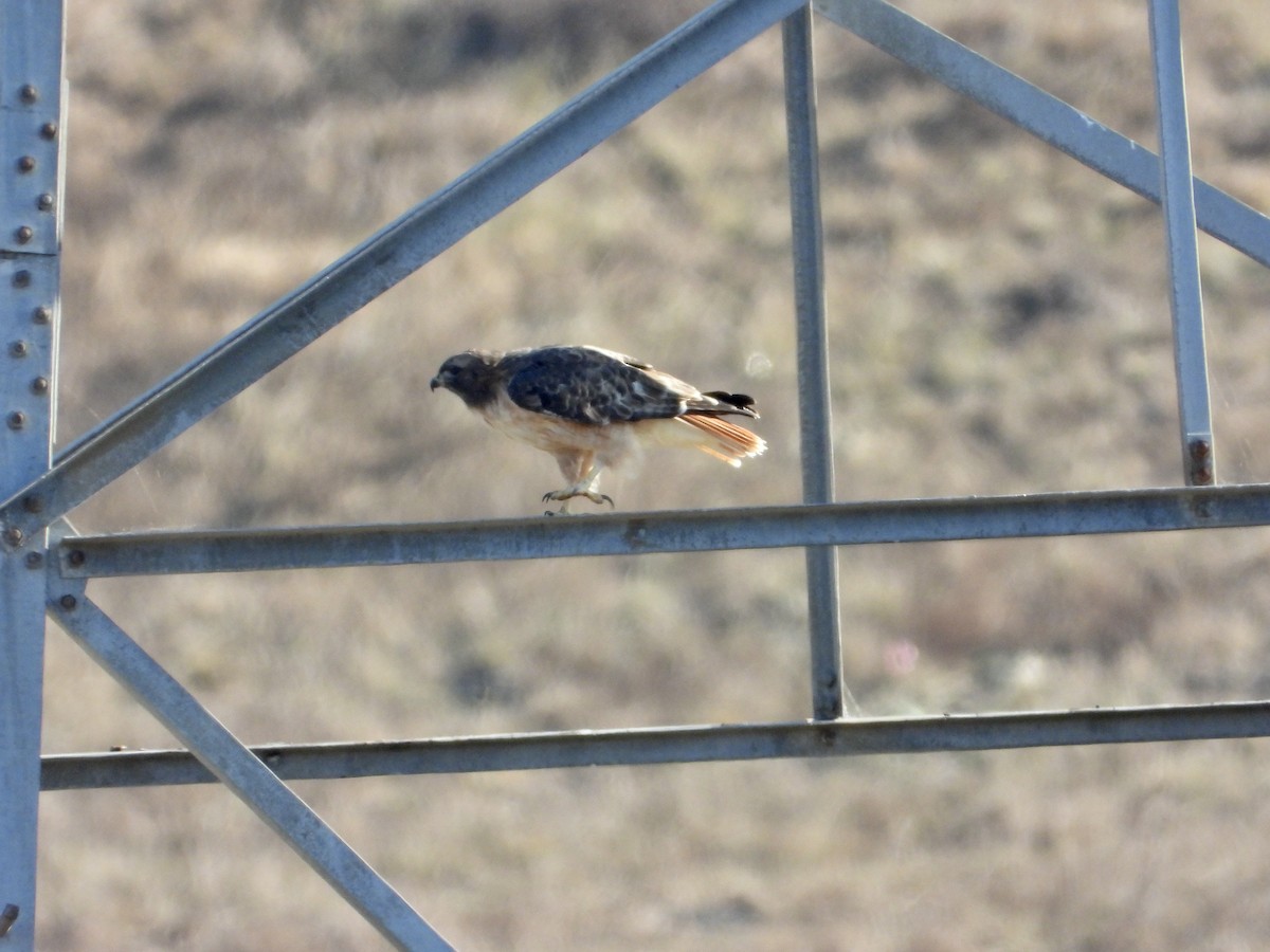 Poiana codarossa - ML644502101