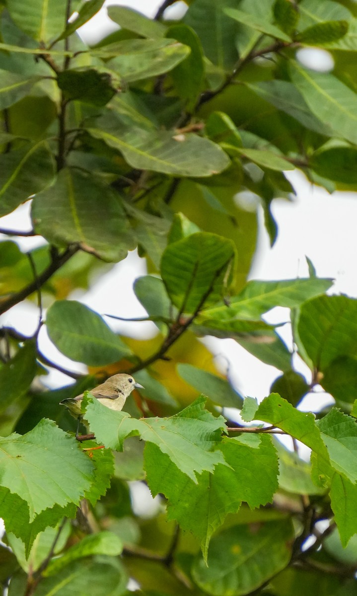 Nilgiri Flowerpecker - ML644502102
