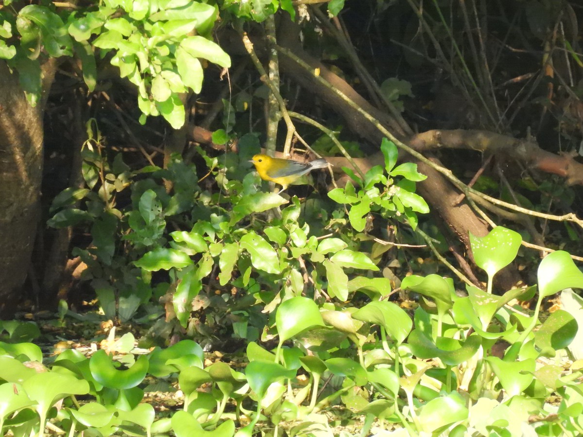 Prothonotary Warbler - ML644502103