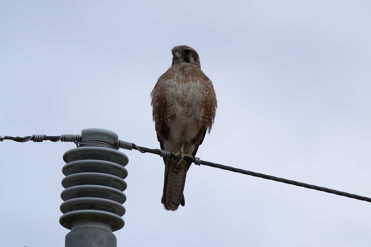 Brown Falcon - ML644502104