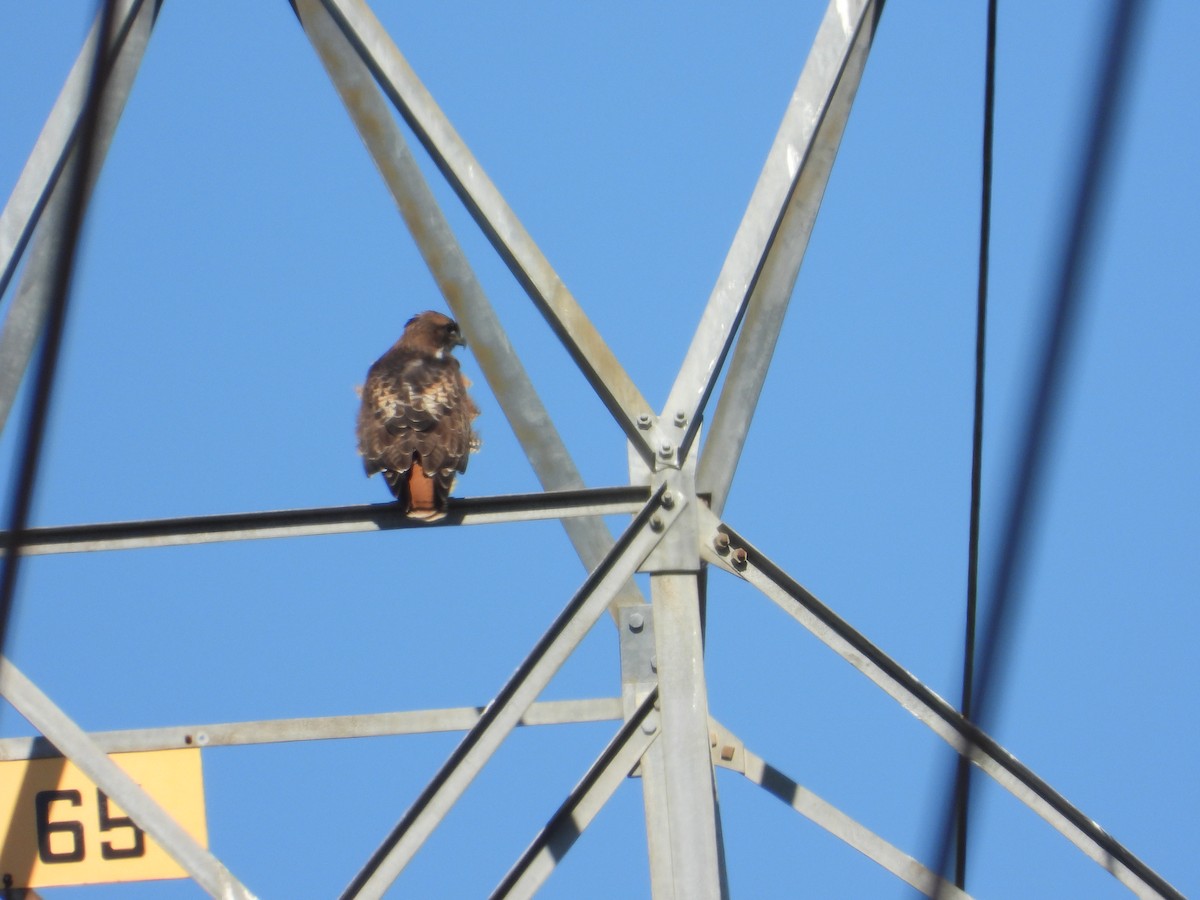 Poiana codarossa - ML644502105