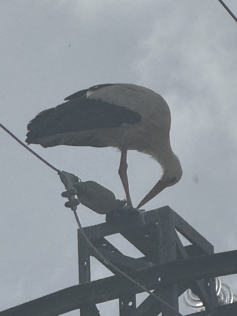 čáp bílý - ML644502106