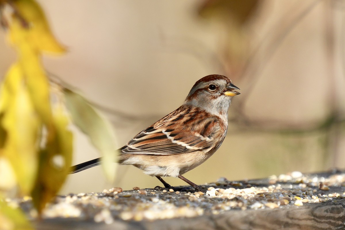 Hudson Körfezi Serçesi - ML644502107