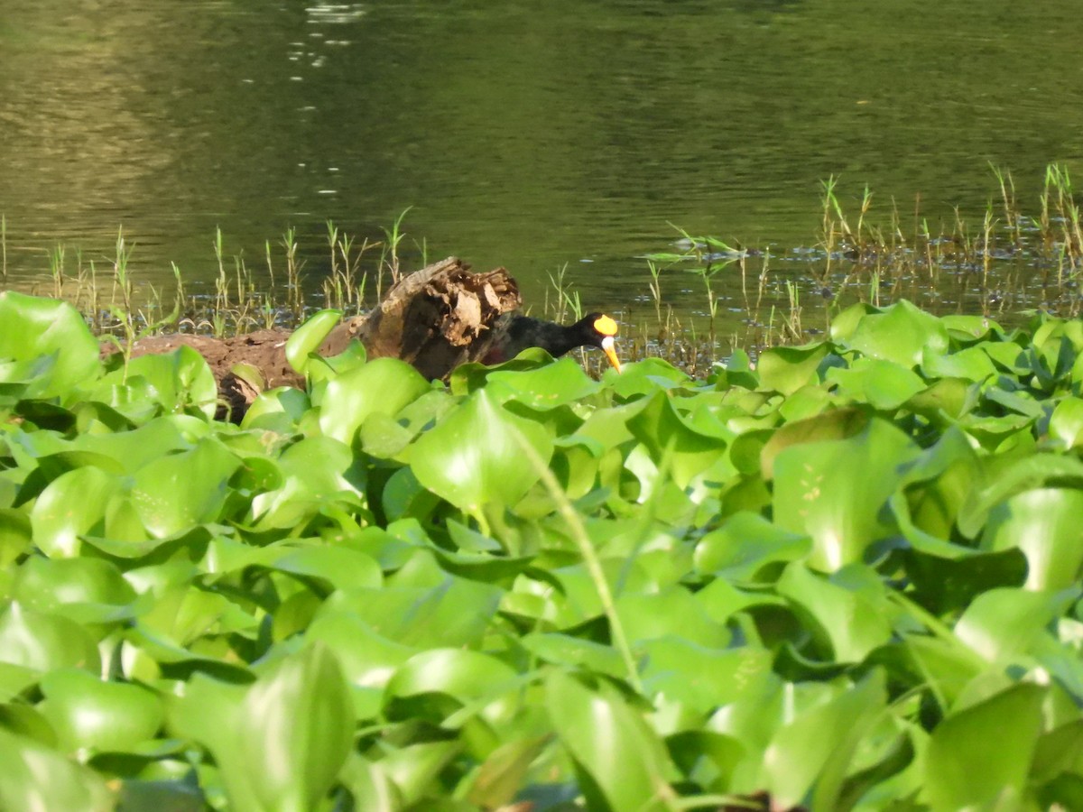 Northern Jacana - ML644502122