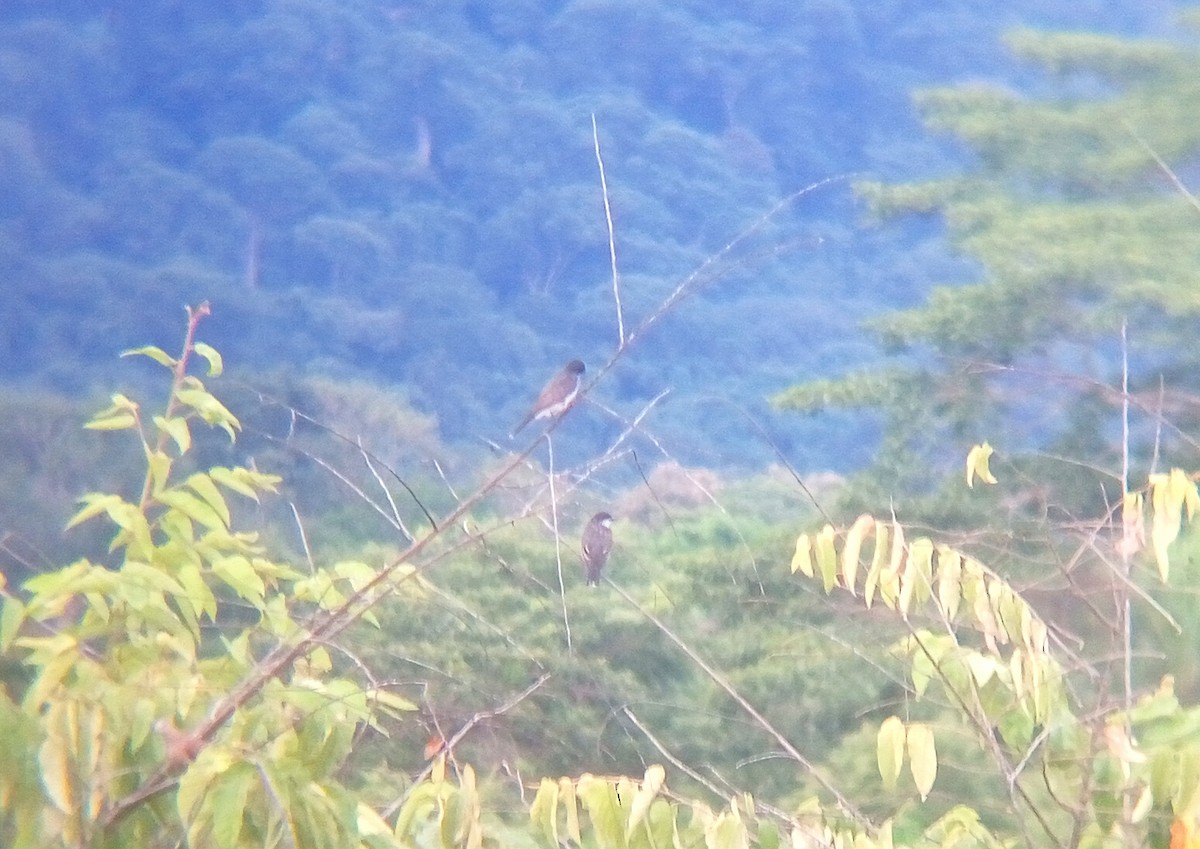 Eastern Kingbird - ML644502123