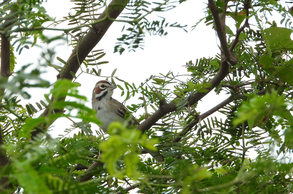 lerkespurv - ML644502124