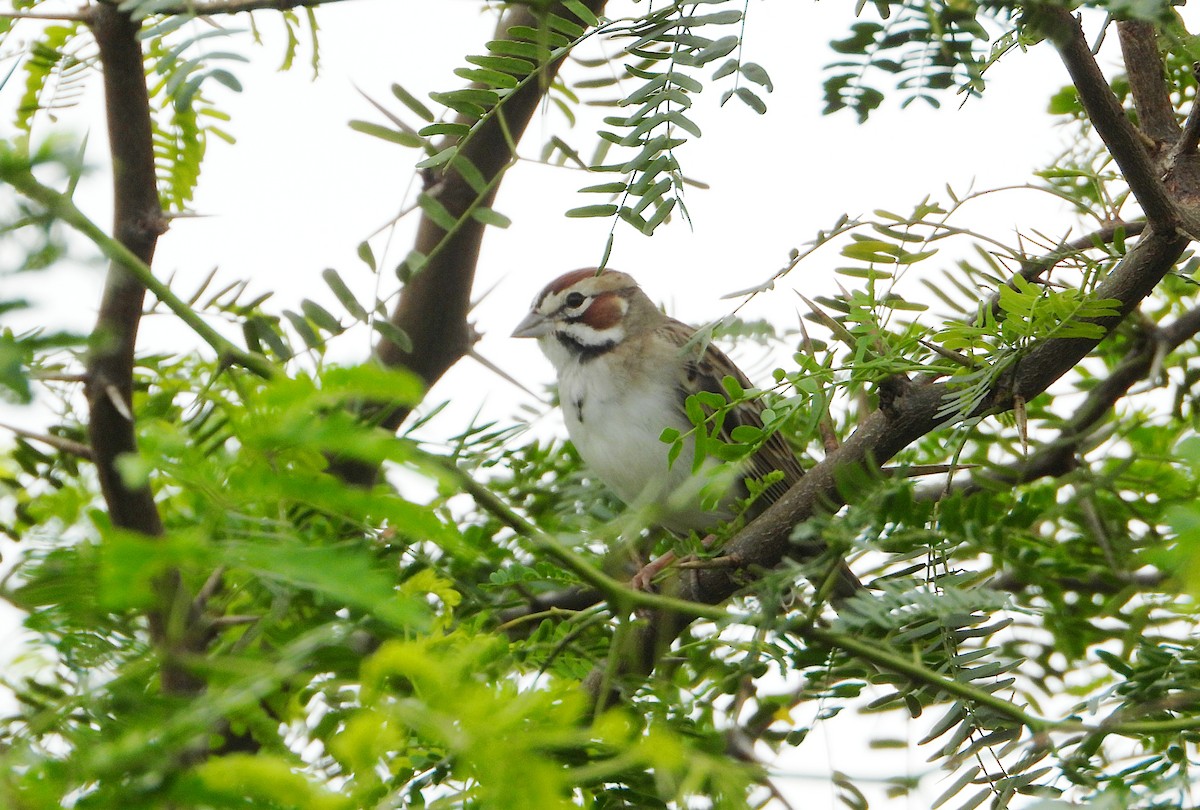 lerkespurv - ML644502125