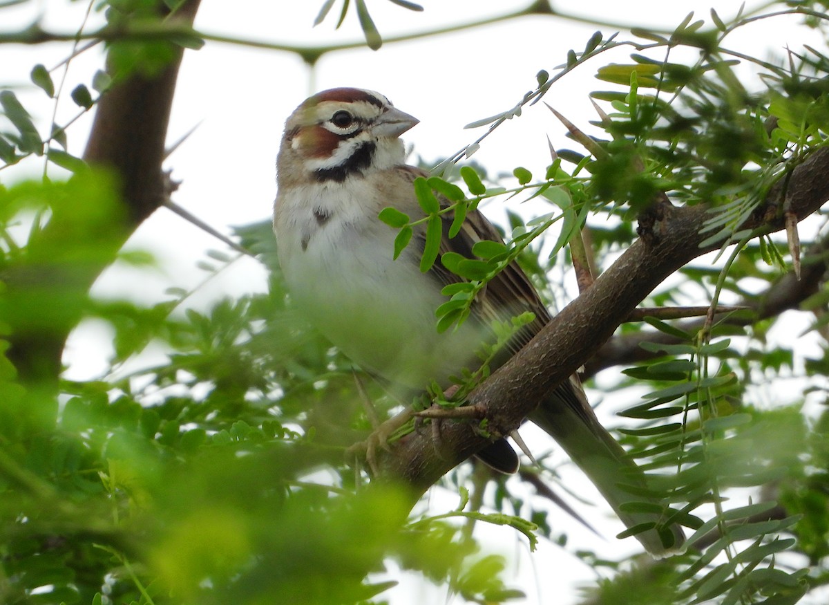 lerkespurv - ML644502126