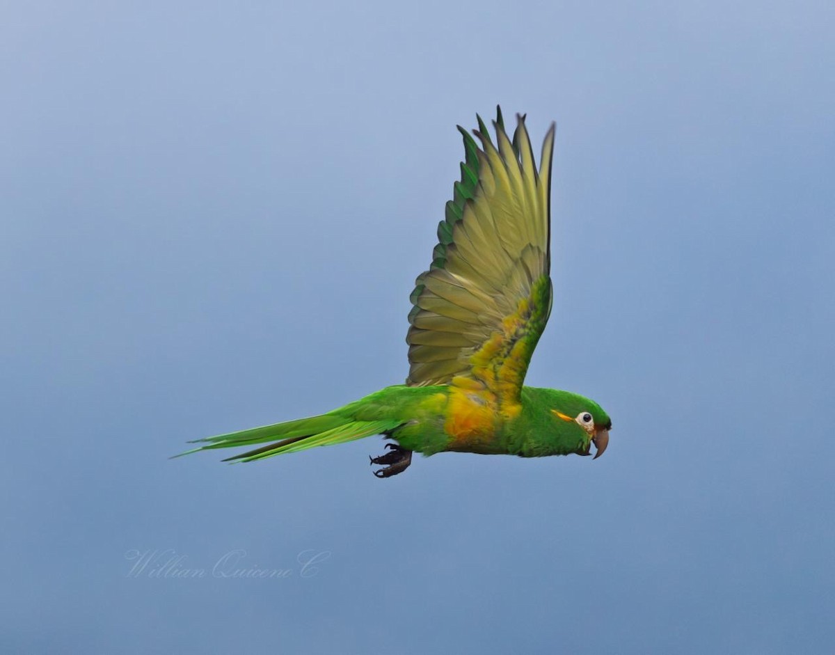 Golden-plumed Parakeet - ML644502133