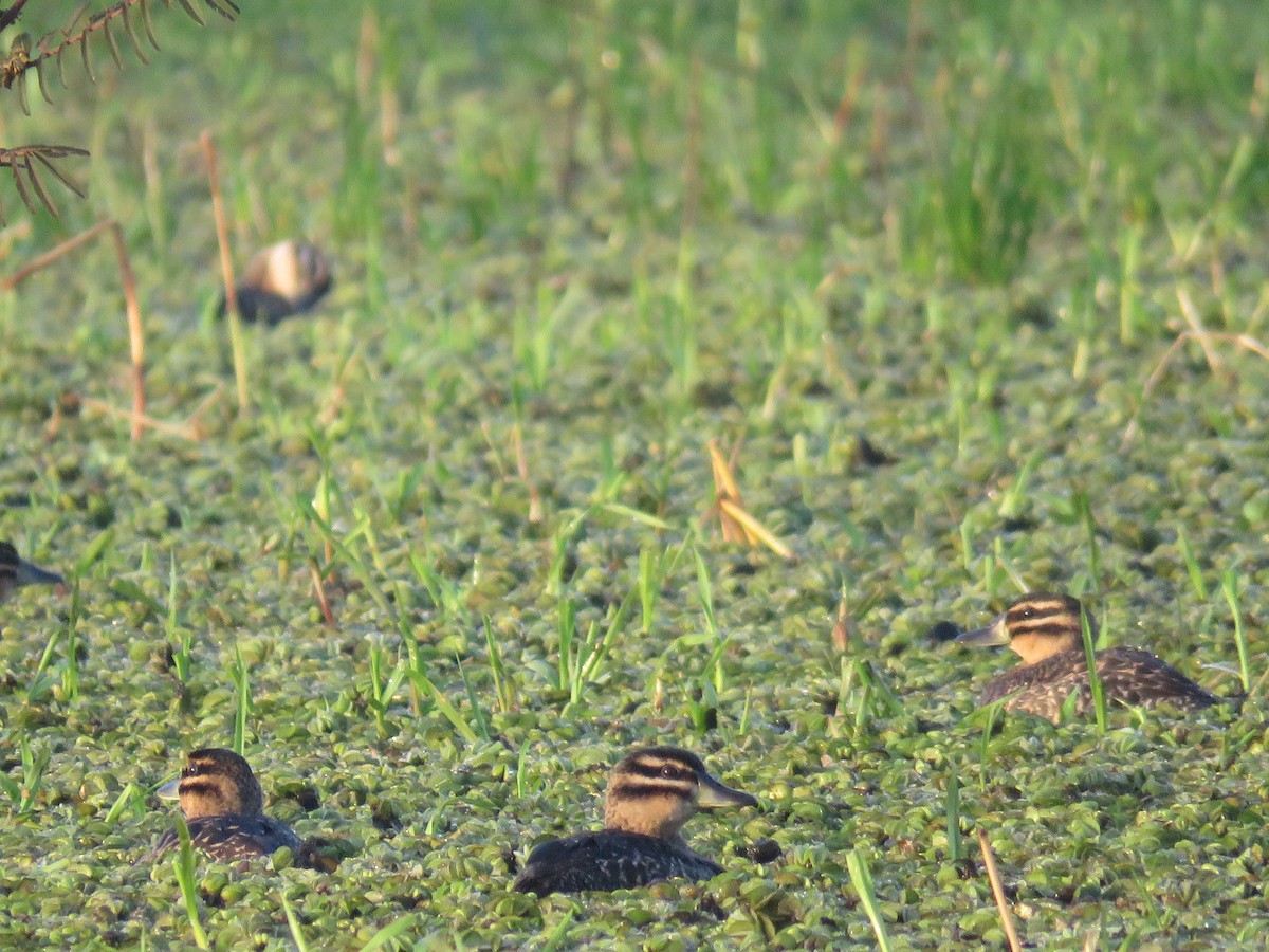 Masked Duck - ML644502141