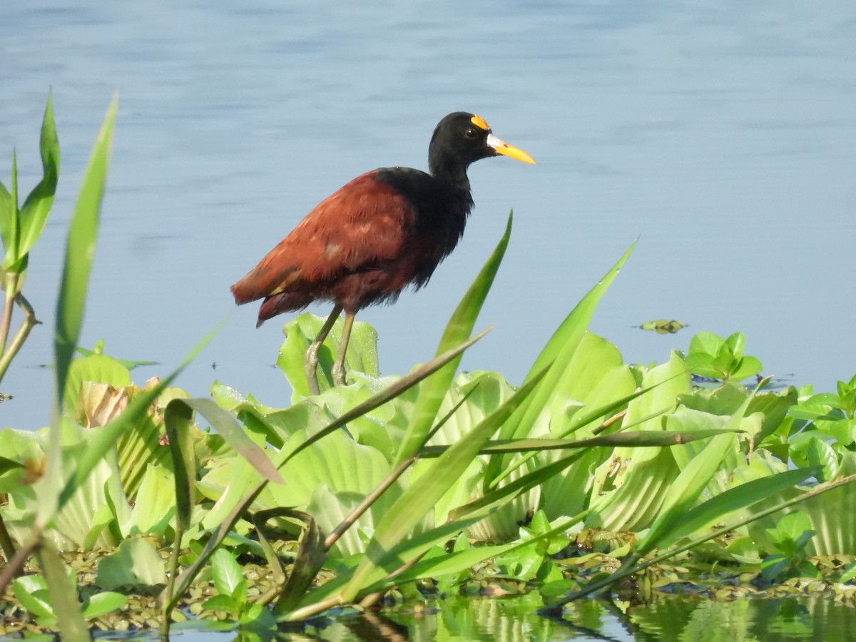 Northern Jacana - ML644502153