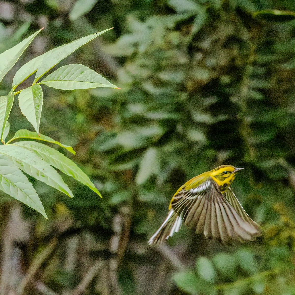 granparula - ML644502161