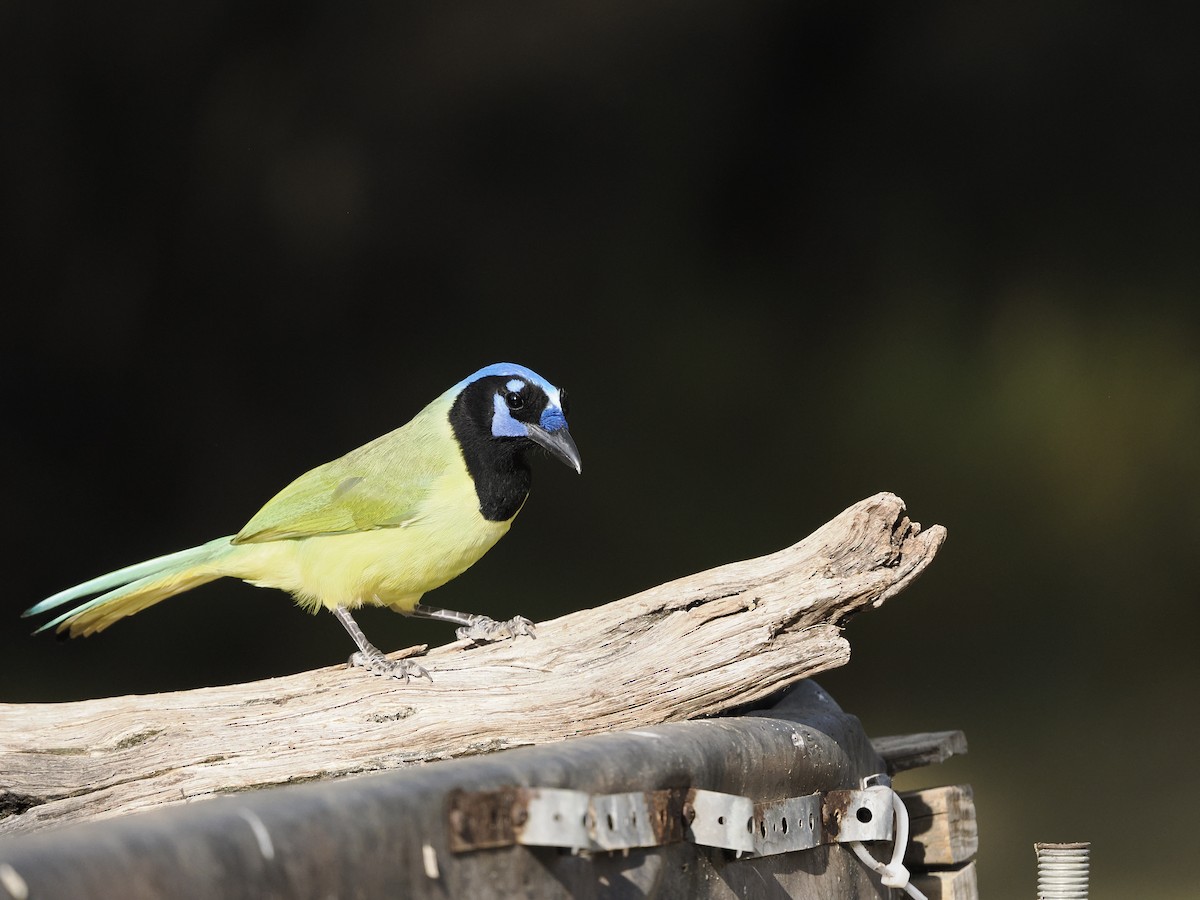 インカサンジャク - ML644502162