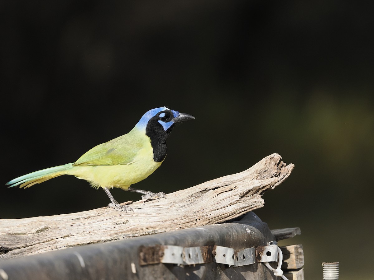 インカサンジャク - ML644502163