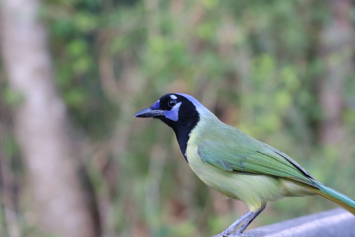 インカサンジャク - ML644502164