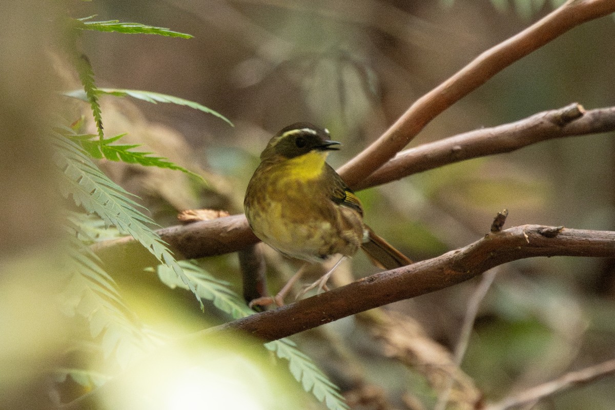 Yellow-throated Scrubwren - ML644502165