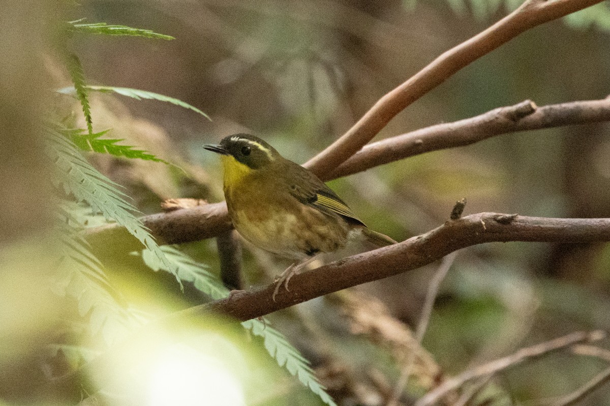 Yellow-throated Scrubwren - ML644502166
