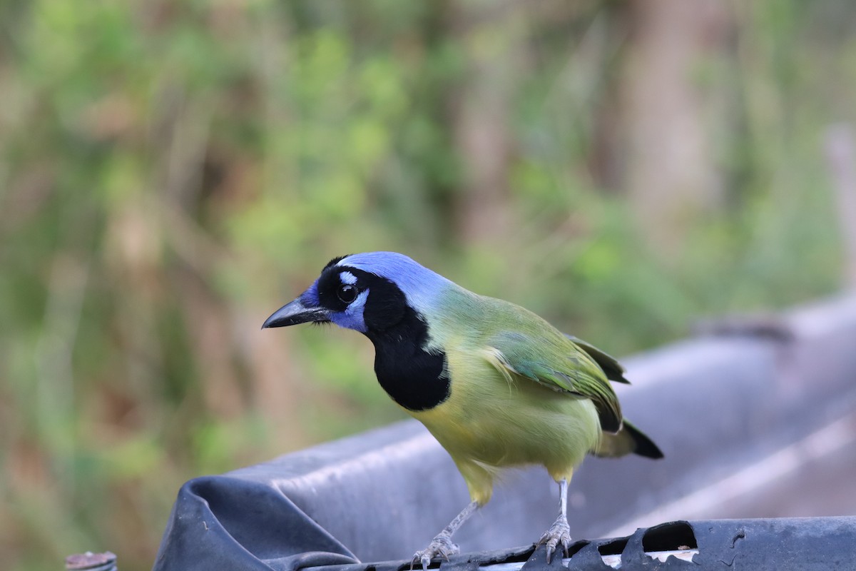 インカサンジャク - ML644502169