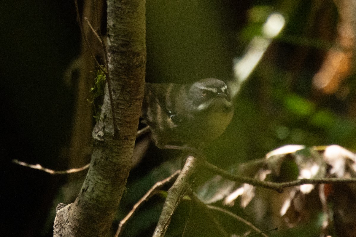 White-browed Scrubwren (White-browed) - ML644502175