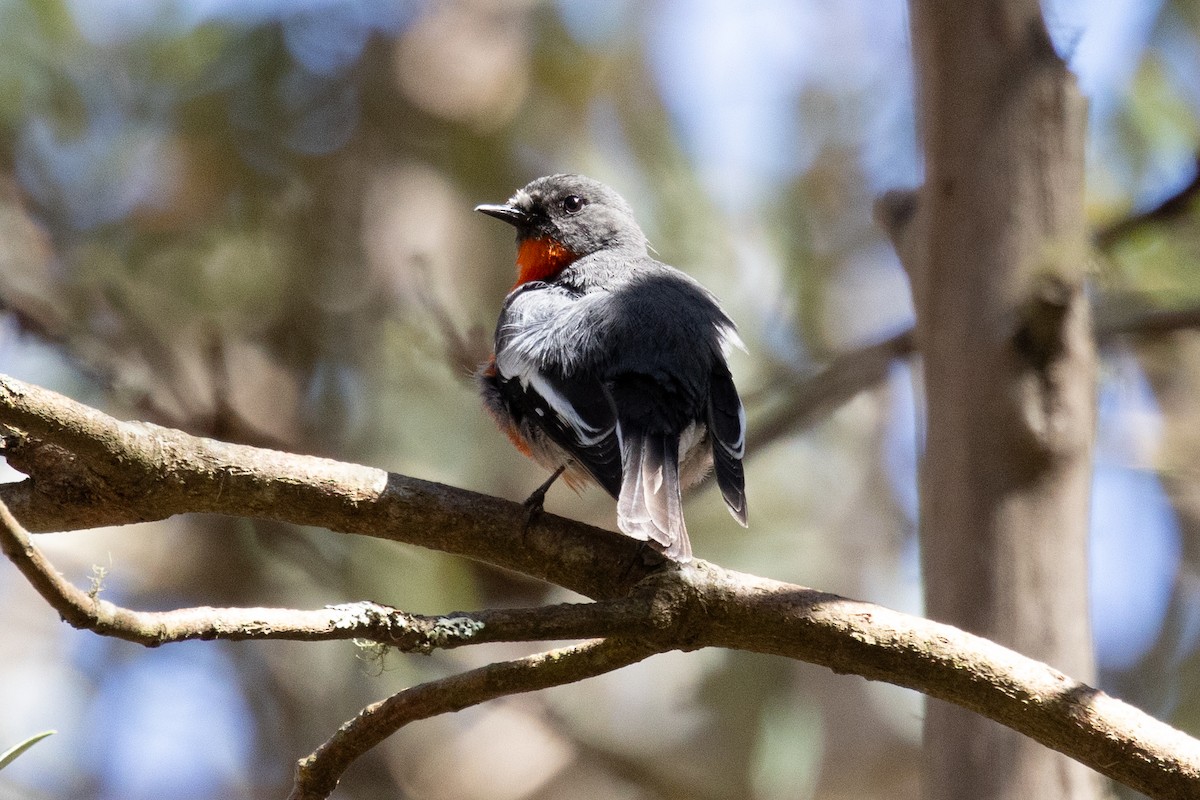 Flame Robin - ML644502191