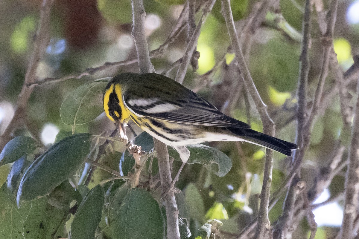 granparula - ML644502200