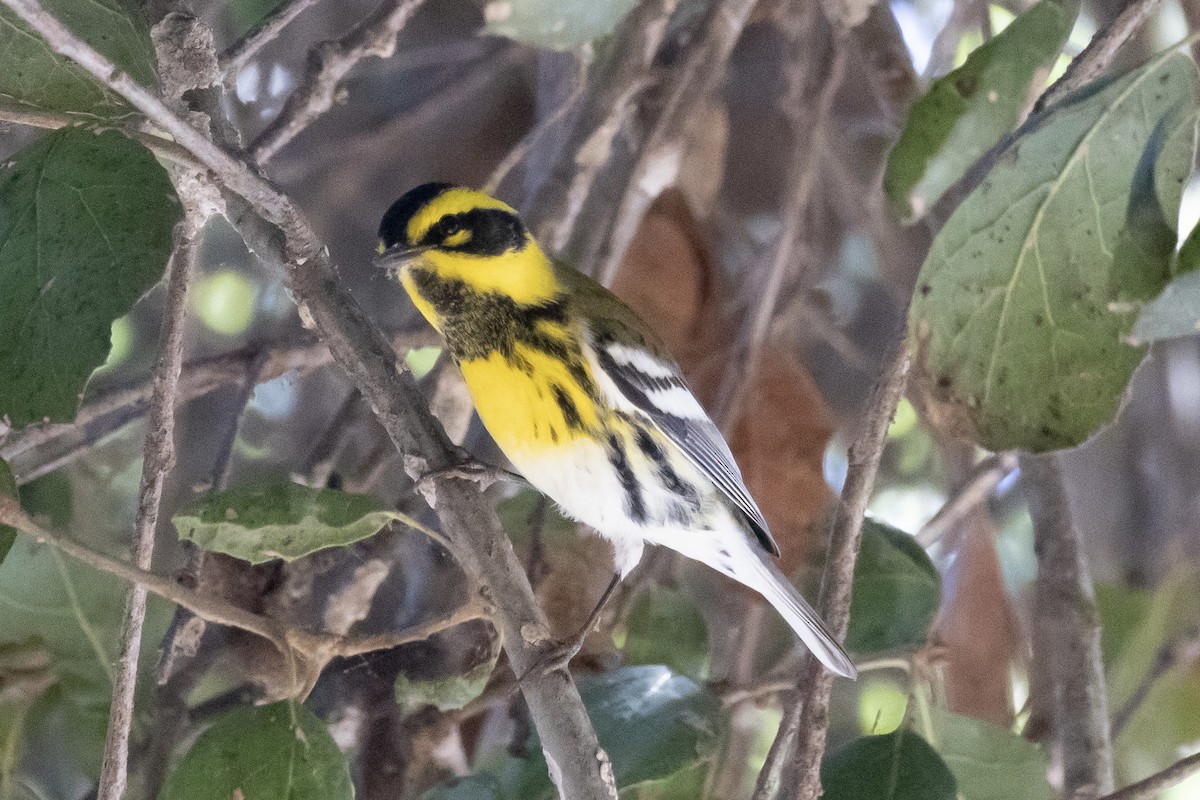 granparula - ML644502201