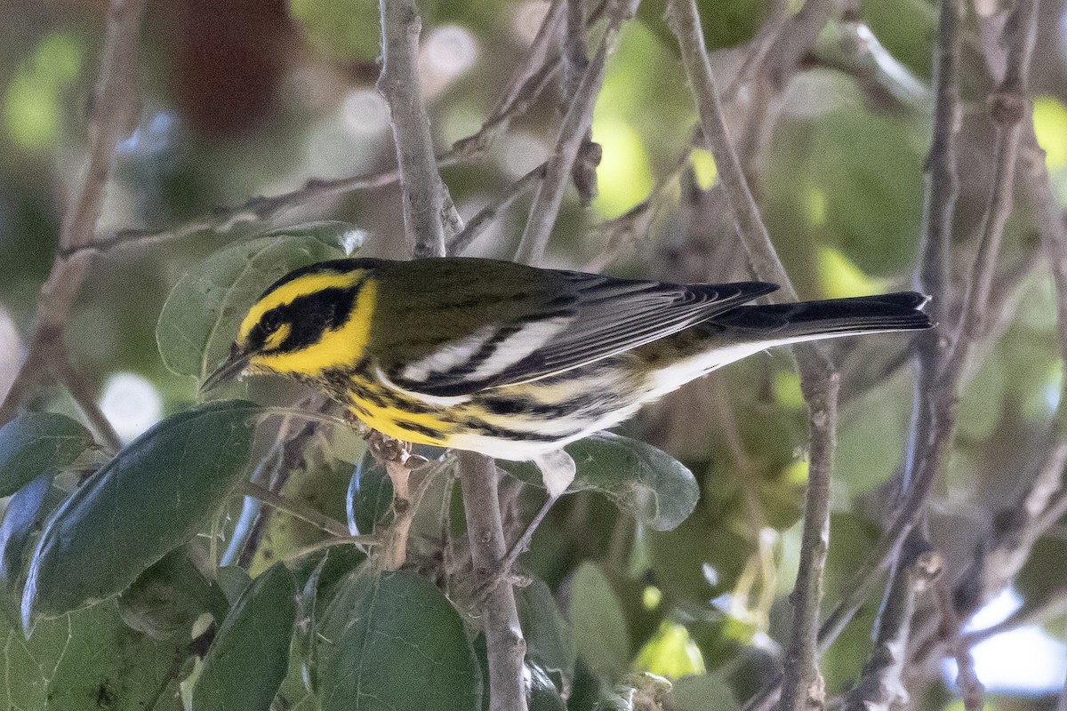 granparula - ML644502202