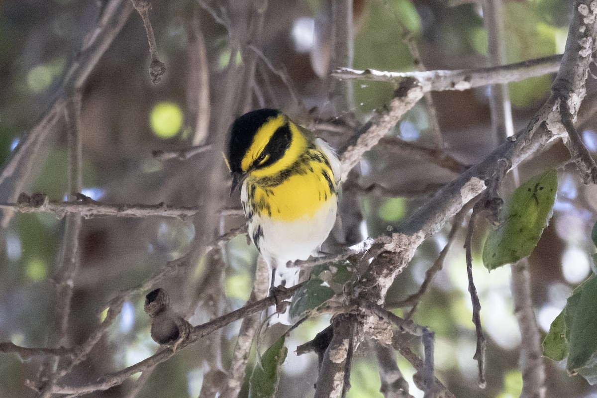 granparula - ML644502204