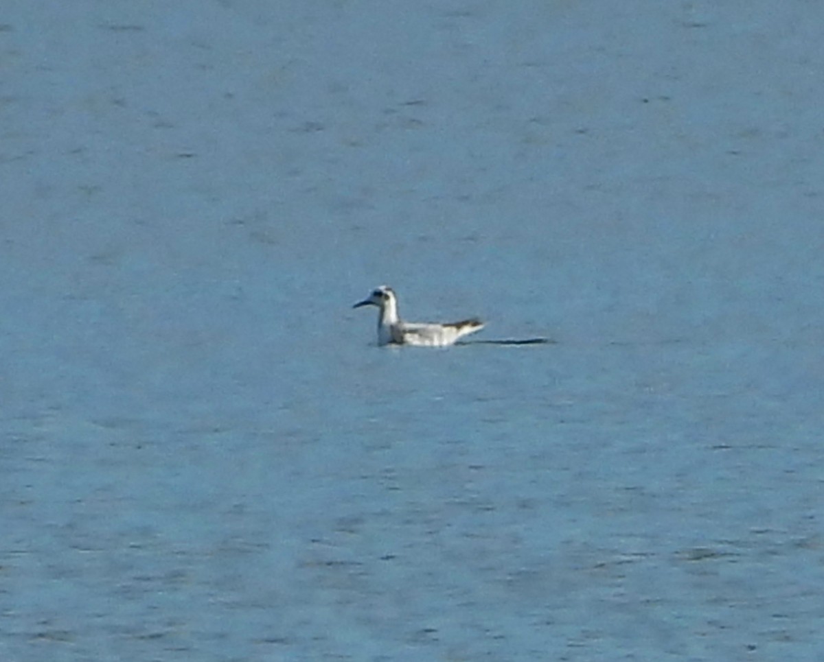 Red Phalarope - ML644502208