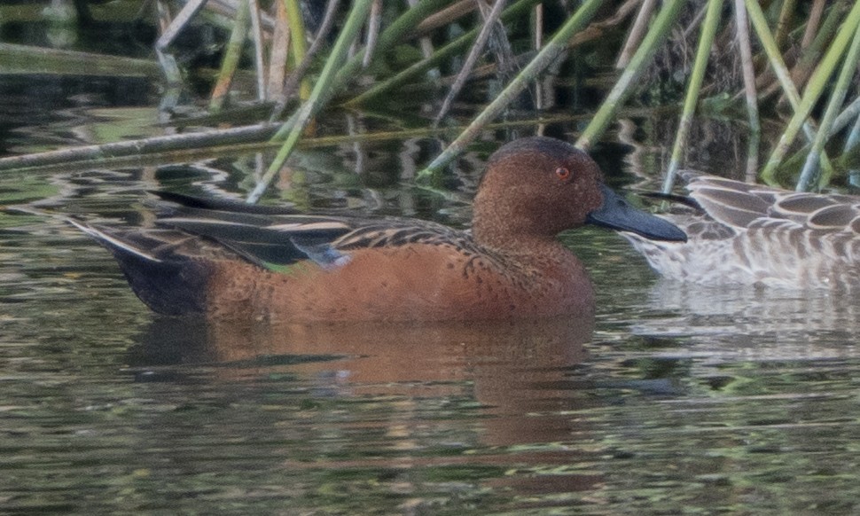 kaneland - ML644502224