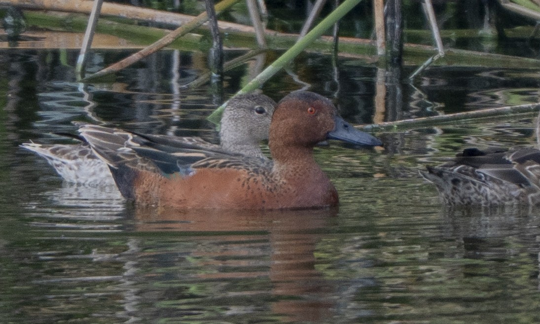 kaneland - ML644502225