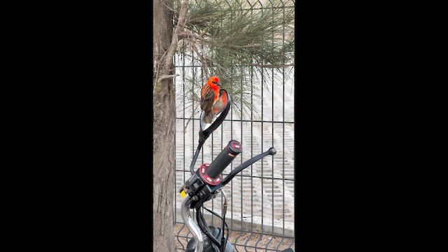 Red Fody - ML644502227