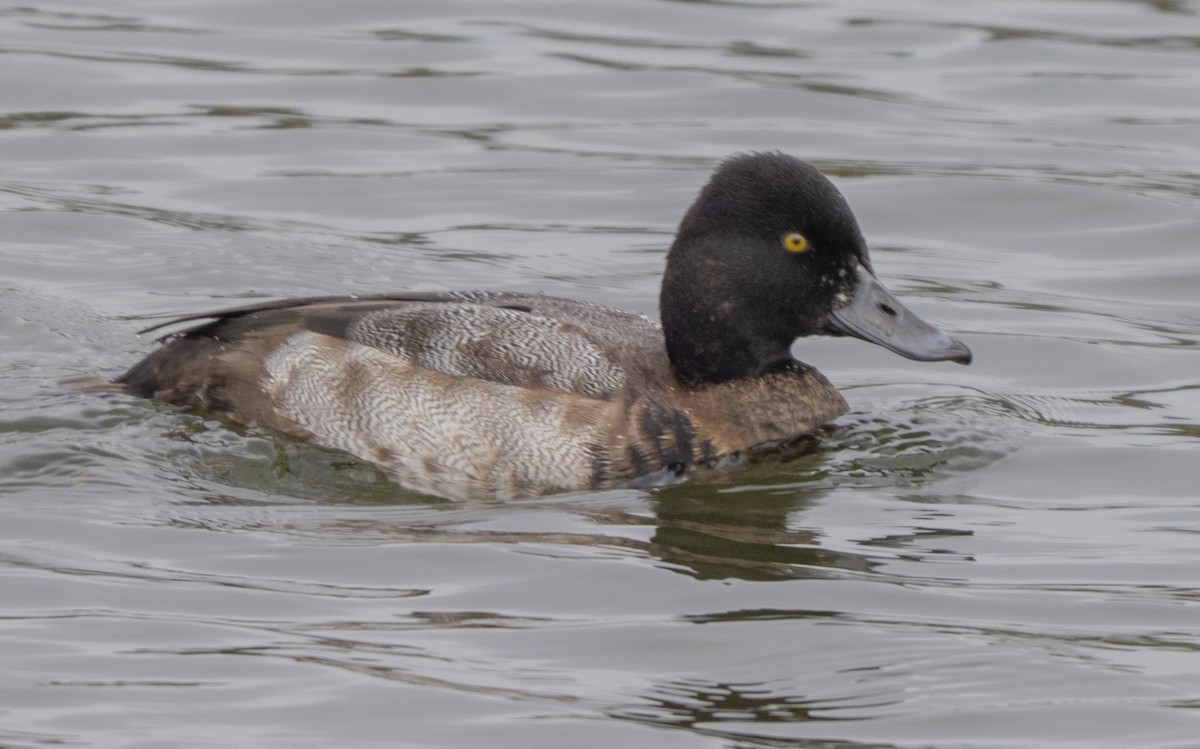 purpurhodeand - ML644502243