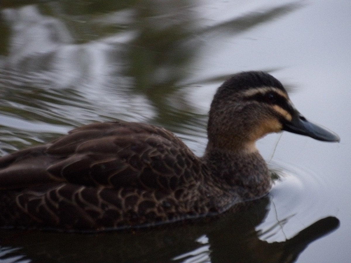 マミジロカルガモ - ML644502245