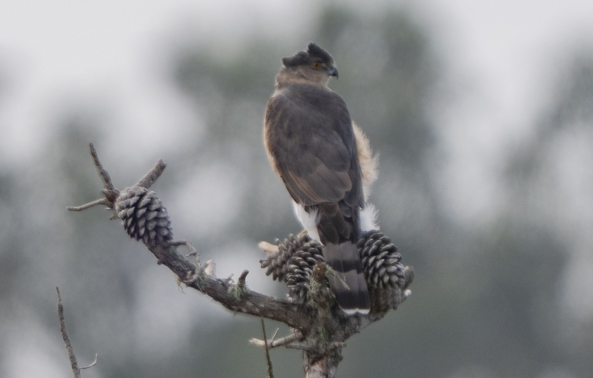 trostehauk - ML644502247