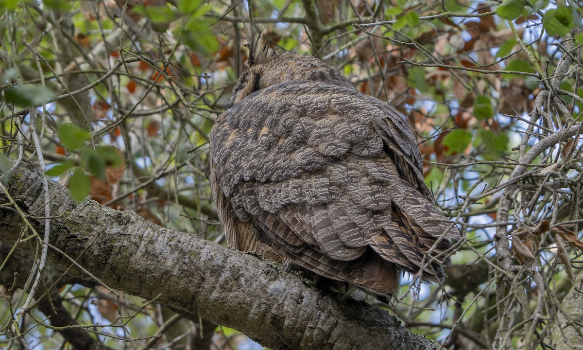 amerikahubro - ML644502251