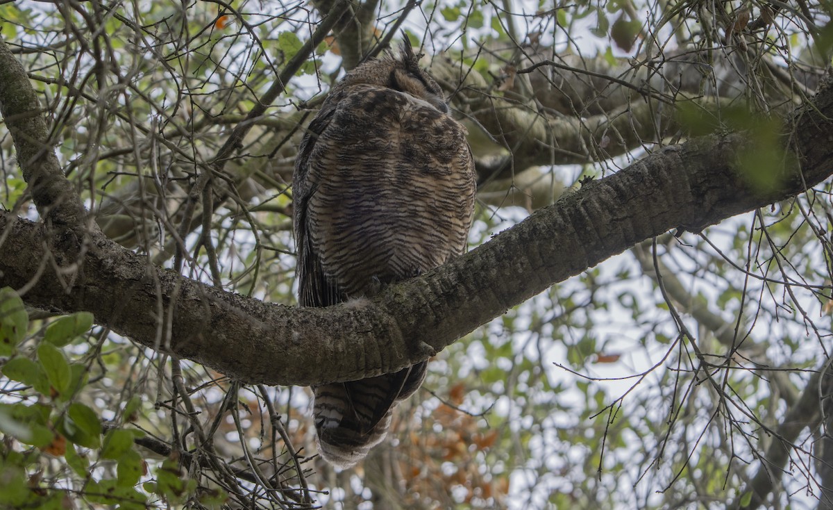 amerikahubro - ML644502252