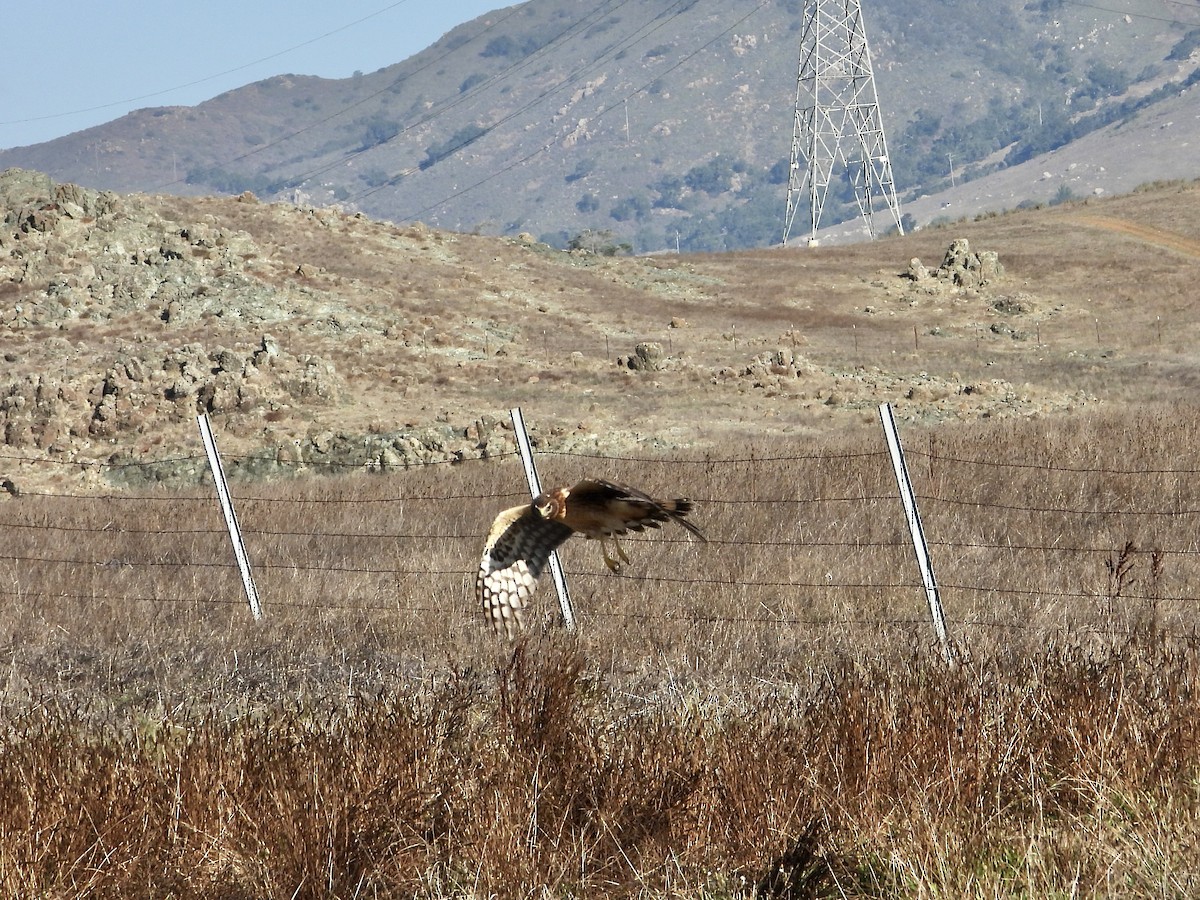 Northern Harrier - ML644502253